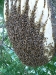 20110726_TE_Bienen_HAK_007