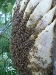 20110726_TE_Bienen_HAK_008