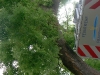 20110726_TE_Bienen_HAK_011