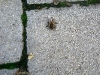 20110726_TE_Bienen_HAK_016