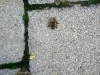 20110726_TE_Bienen_HAK_017