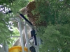 20110726_TE_Bienen_HAK_026