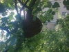20120601_TE_Bienen_Schulzentrum_001